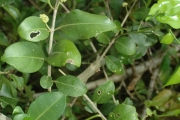 <strong>Pisonia aculeata - Ramon, Laurence - 168</strong><br />© Ramon, Laurence